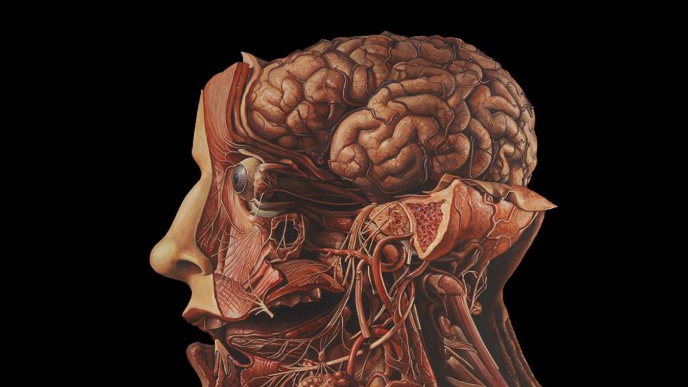 emberi fej, anatómia 