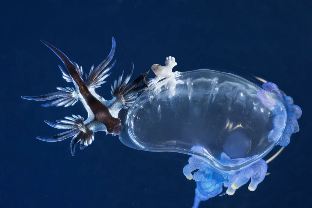 Ezek a világ legbizarrabb állatai, fotógaléria, 2022, kék tengeri sárkány 