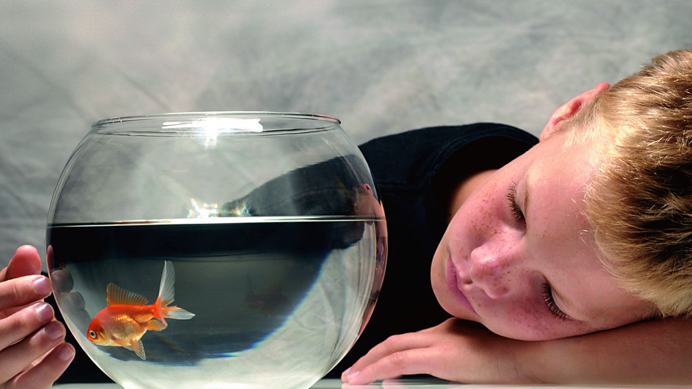 Szívszorító videó: így búcsúzik aranyhalától a kisfiú - ezt még te is megkönnyezed! aranyhal akvárium 