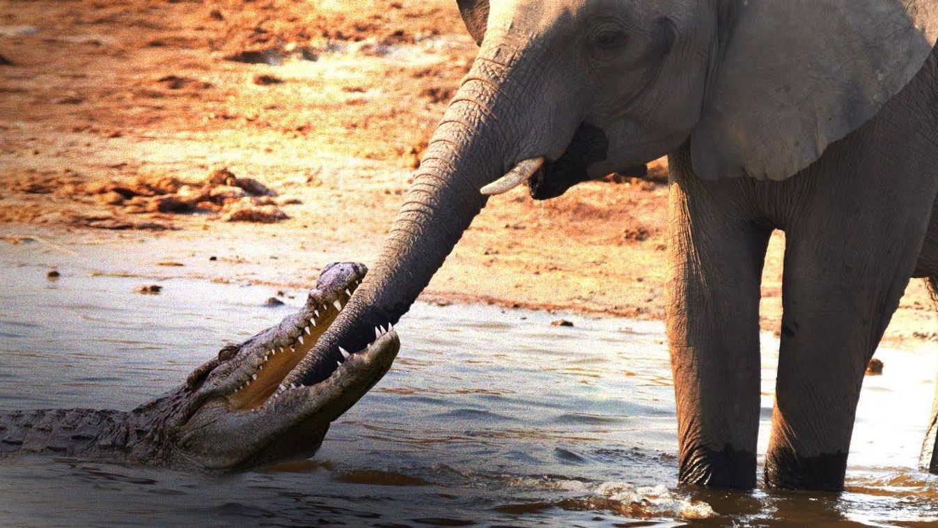 krokodil, elefánt 