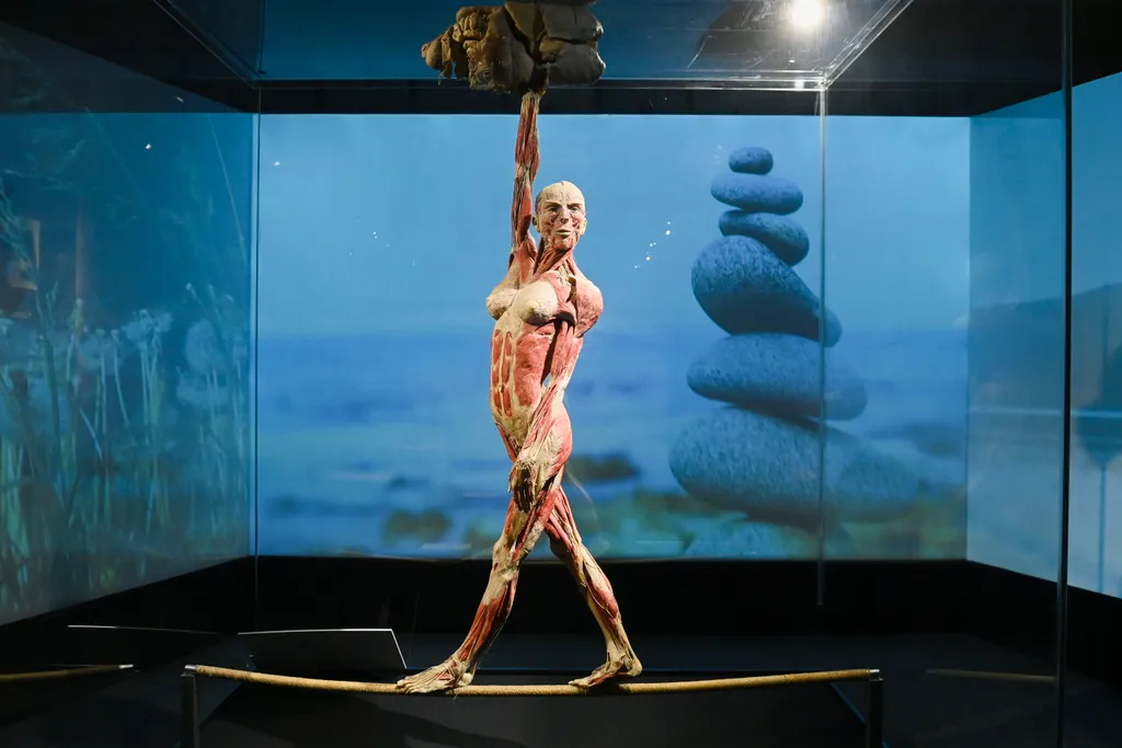 A Body Worlds kiállítás Budapesten (12) 