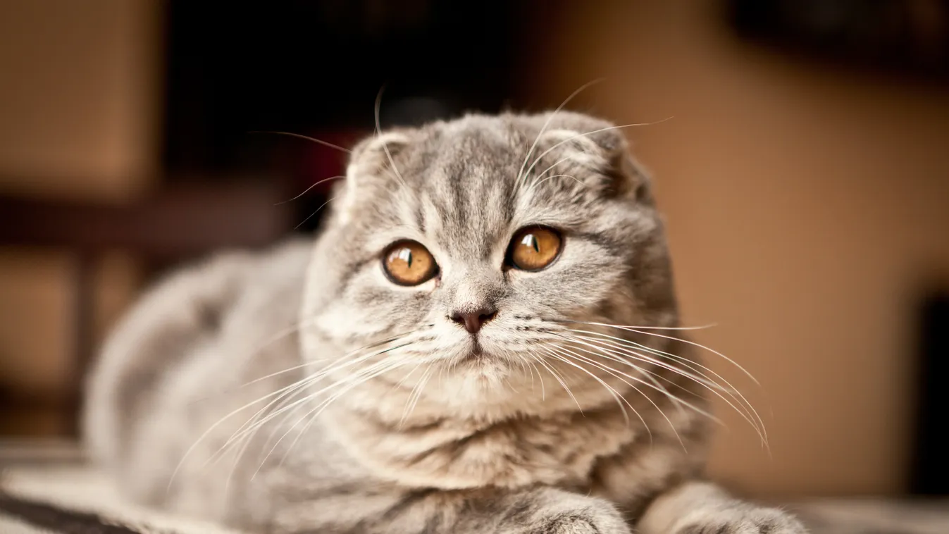 Skót lógófülű macska, illusztráció, macka, drága, taylor swift 
