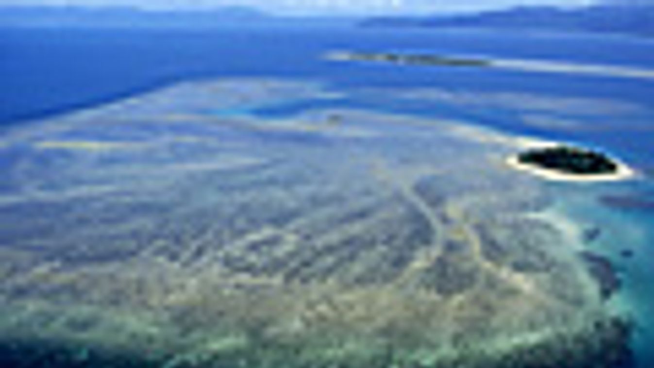 korallzátony, nagy koralzátony, ausztrália, Port Douglas mellett