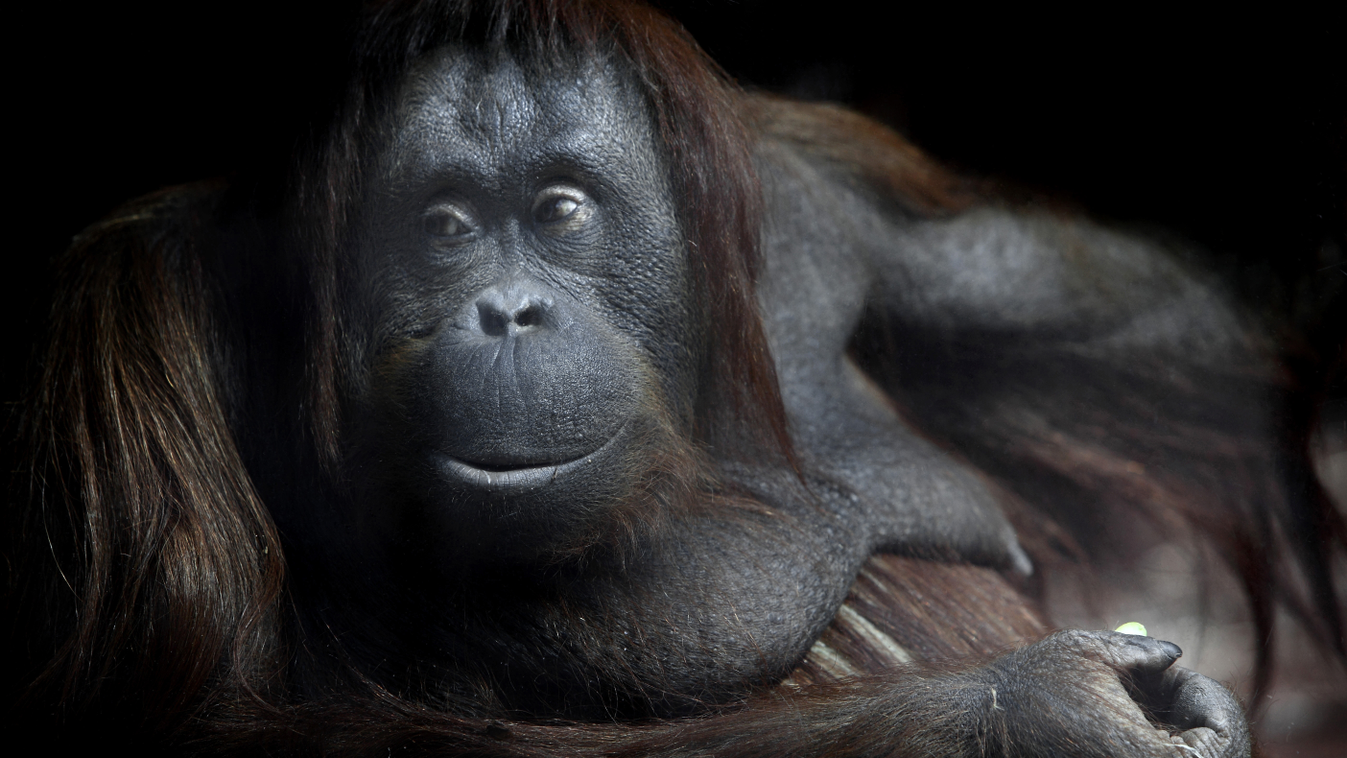 borneói orangután 
