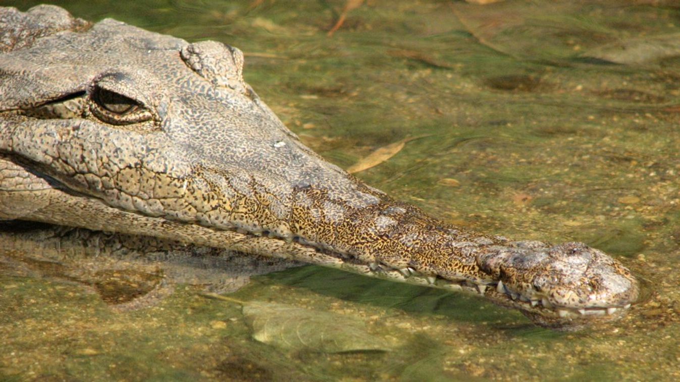 krokodil, Nyugat-Ausztrália 
