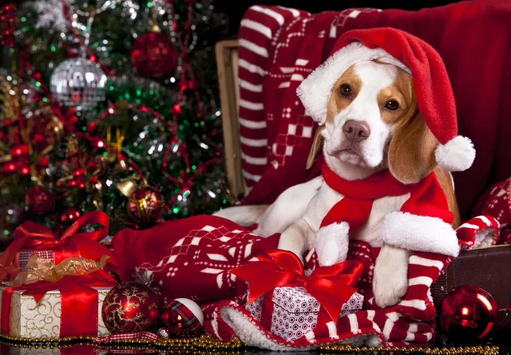 kutya karácsony ruha 
 Dog,In,A,Santa,Claus,Hat,And,Present studio,box,pup,cute,holiday,long,santa,red,ball,hair,claus,white 