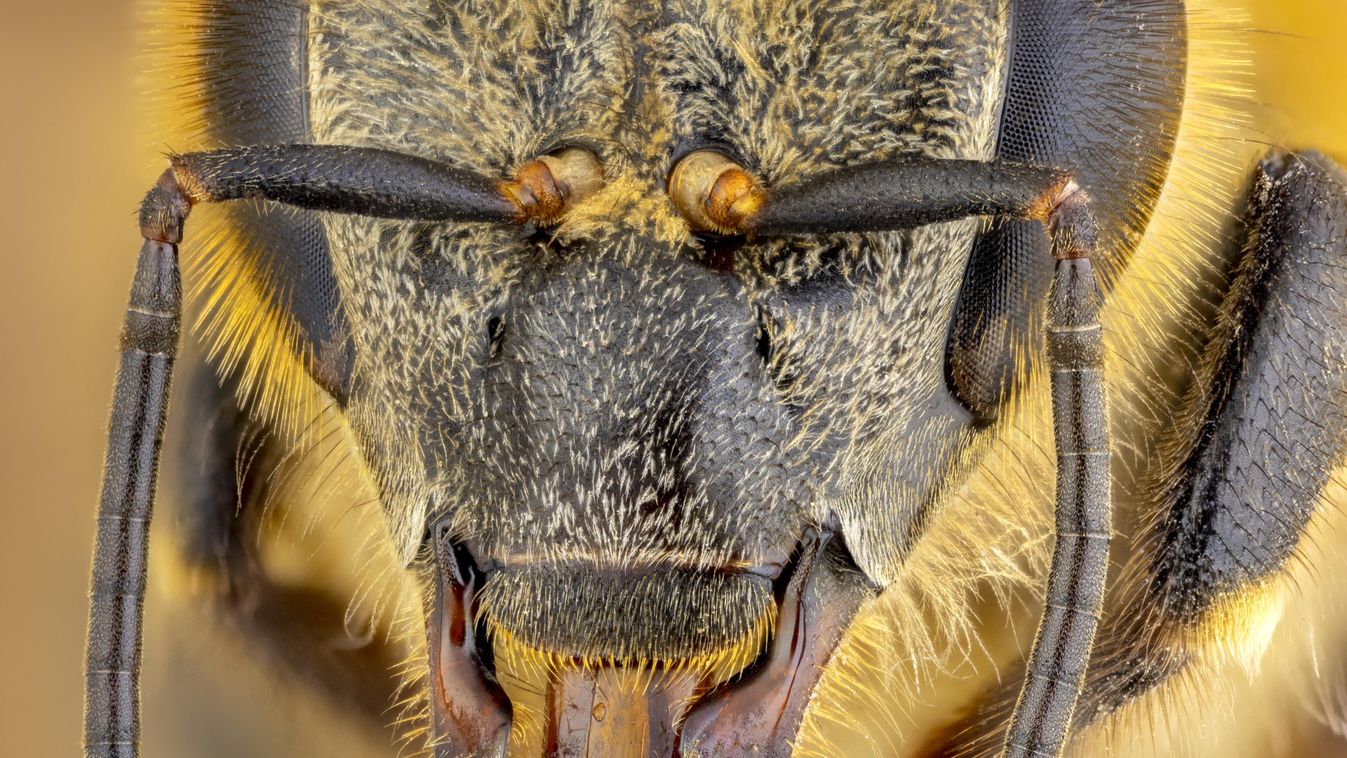 Méh (illusztráció) 