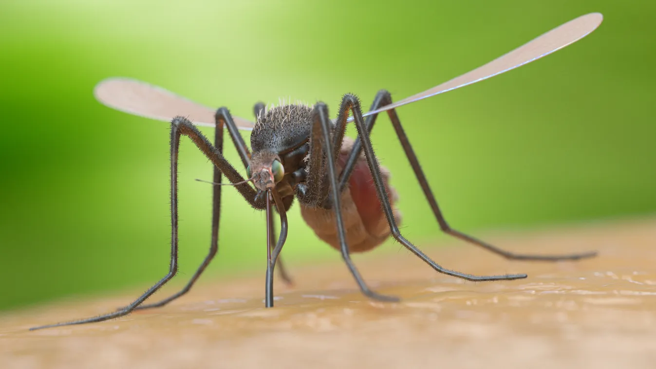 szúnyog, mosquito 