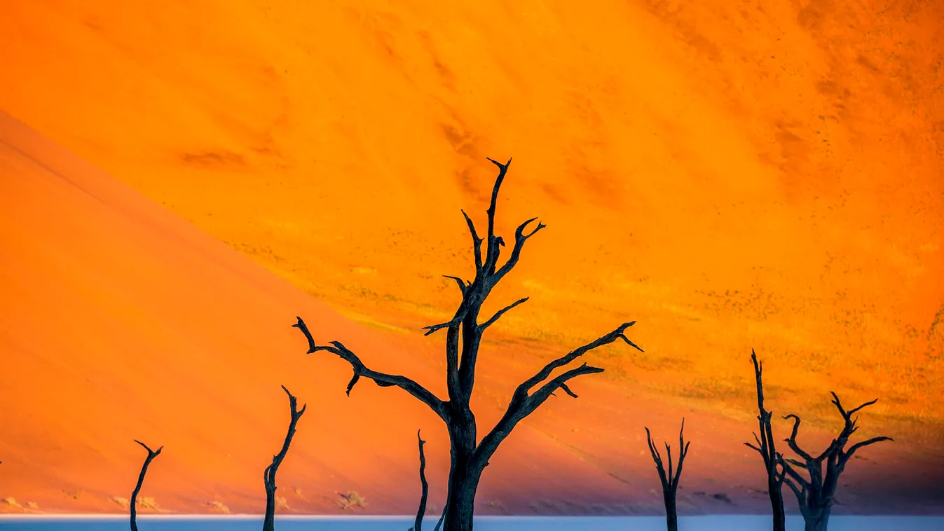 másik bolygó  Dry beautiful trees on the background of the red dunes with a beautiful texture of sand. Sossusvlei. Namib-Naukluft National Park. Landscapes of Namibia. Africa. 