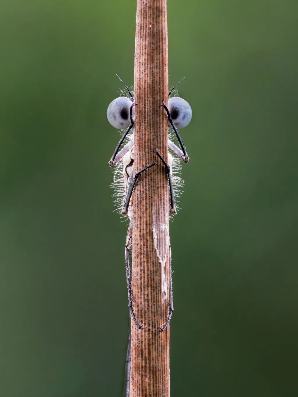 Comedy Wildlife Photography Awards 2020 nyertes képek 