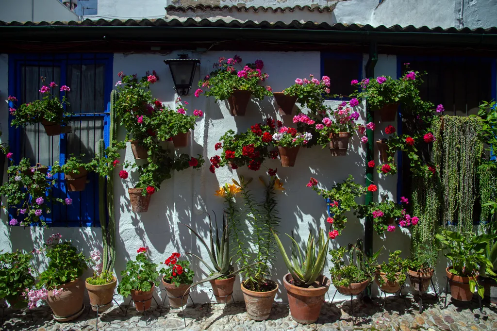 Cordoba Patios Festival Córdoba udavarfesztivál virágok 