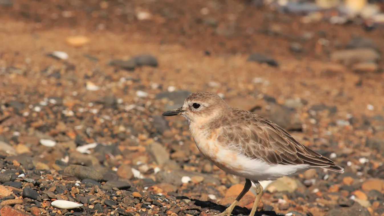 lile New Zealand Plover on the shore - New Zealand Action Actions ADULT Adults ALONE April Bird Birds Coast Coasts CONTINENT Continental area COUNT Counting Description 