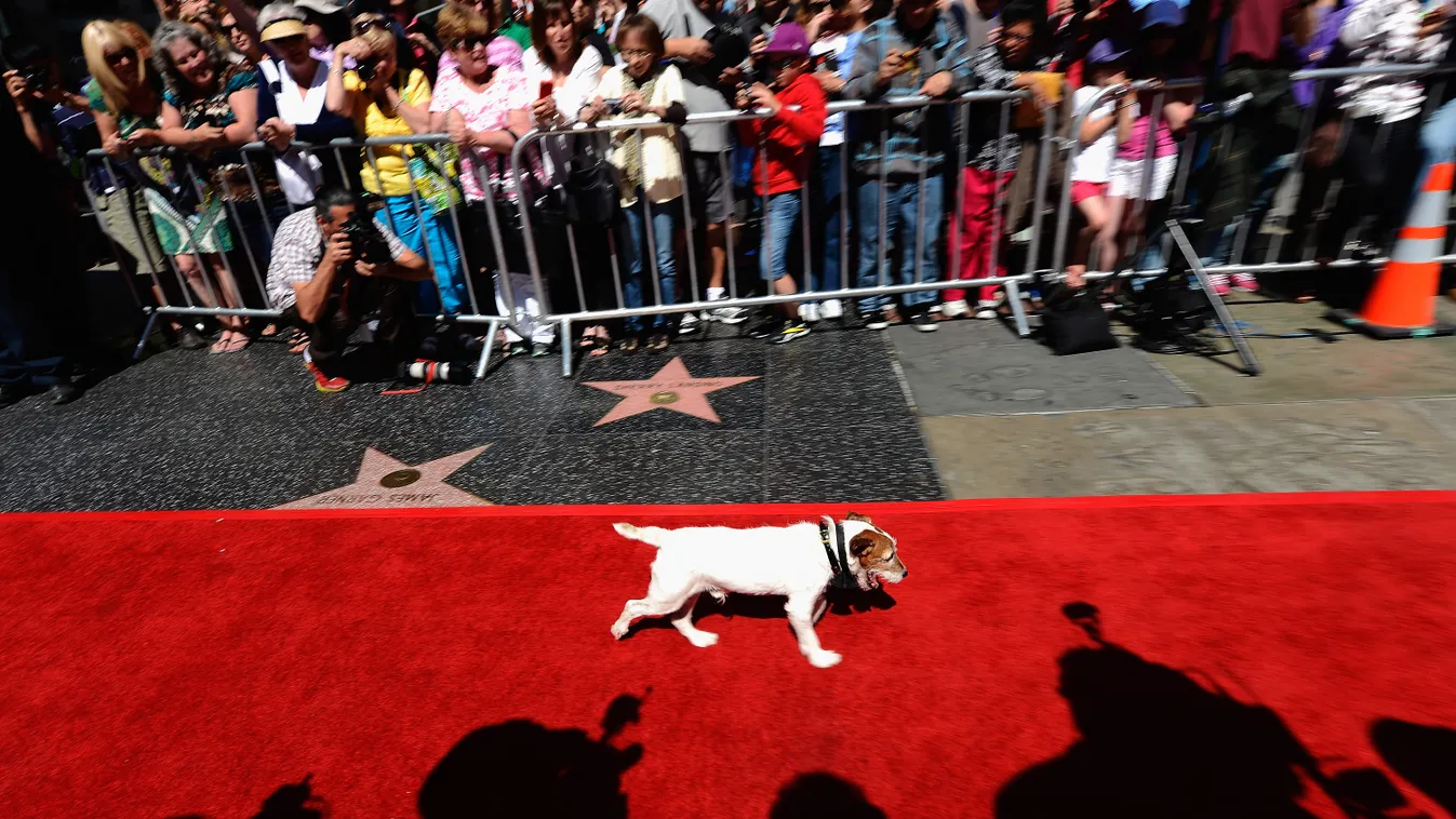 Horizontal WALKING CEREMONY RED COLOUR CAST DOG RETIREMENT CEMENT ACADEMY AWARDS ARRIVAL 