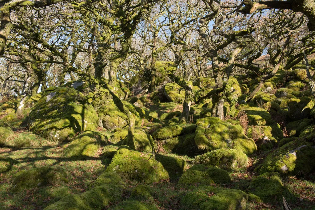 Black-a-Tor Copse 