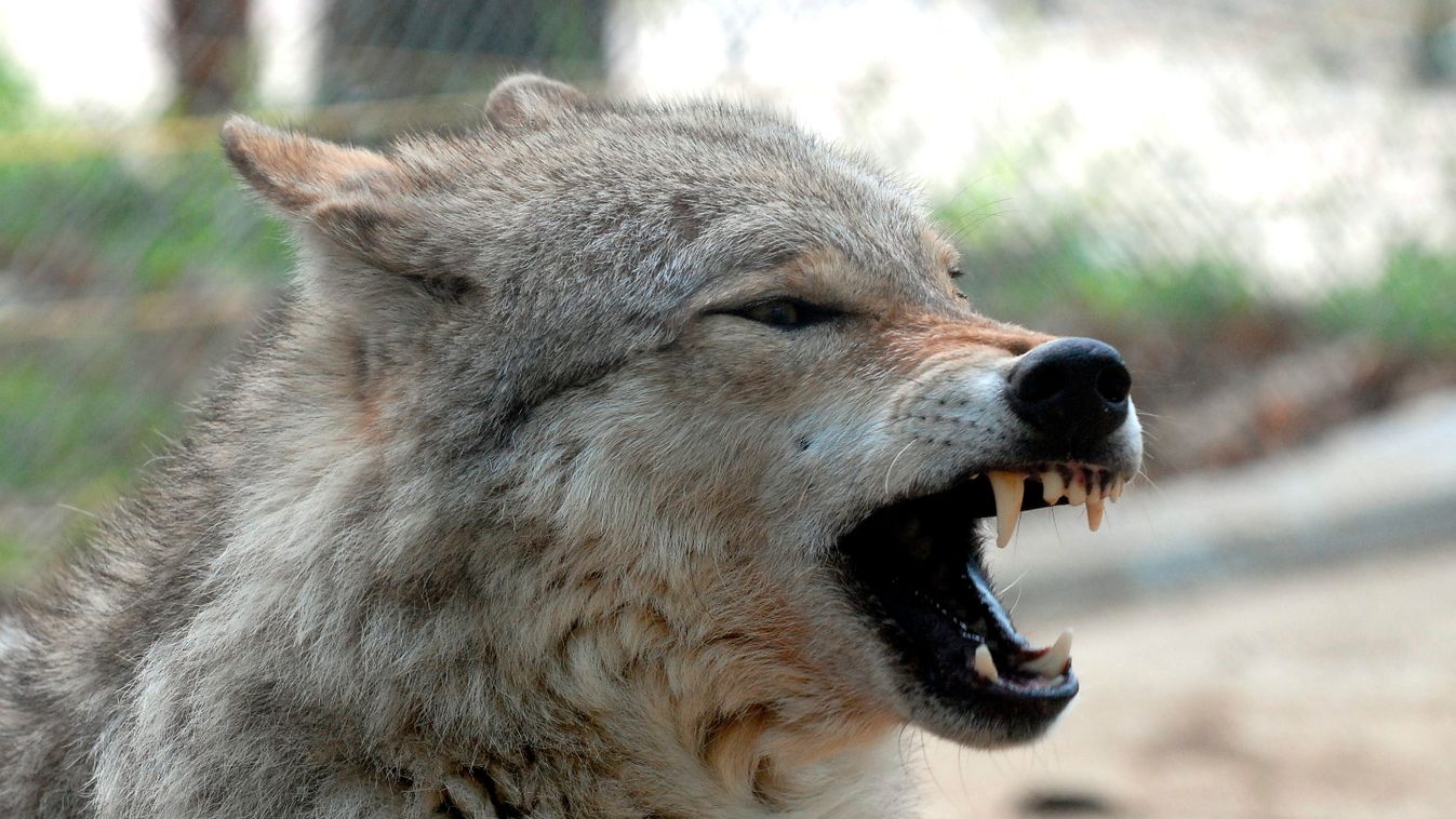 farkas, ÁLLAT farkas FOTÓ ÁLTALÁNOS állatkert 