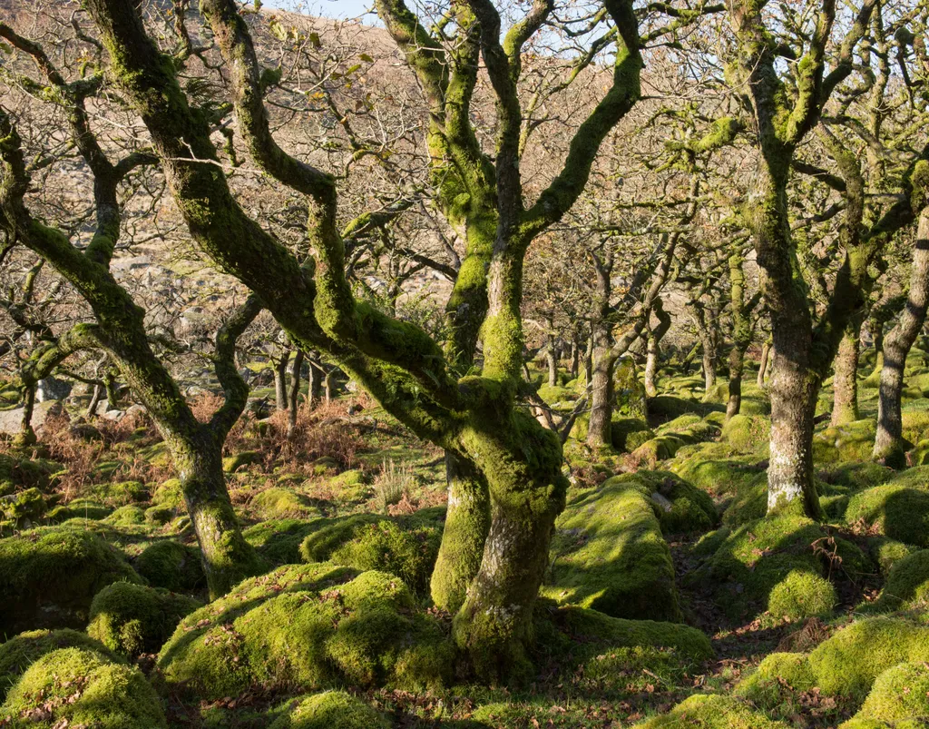 Black-a-Tor Copse 