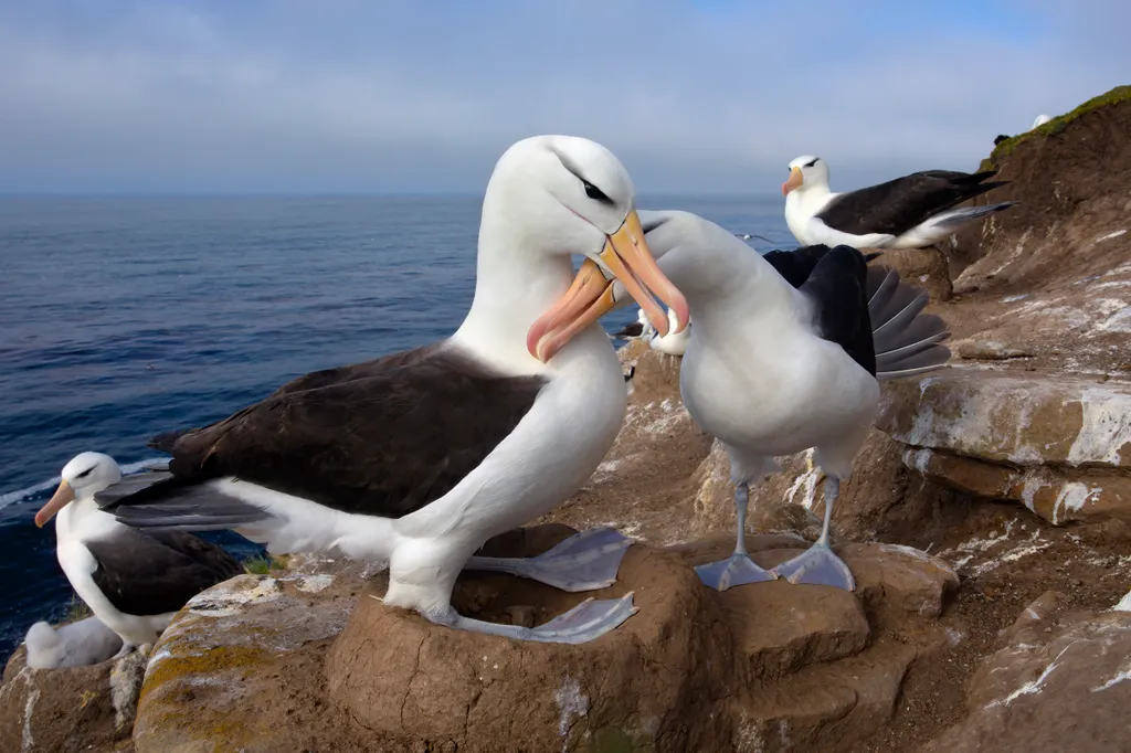 Black-browed albatross (Thalassarche melanophris) at nest, Saunders, Falkland, January 2018 Diomedea melanophris Diomedea melanophrys Thalassarche melanophris Thalassarche állati szerelem 