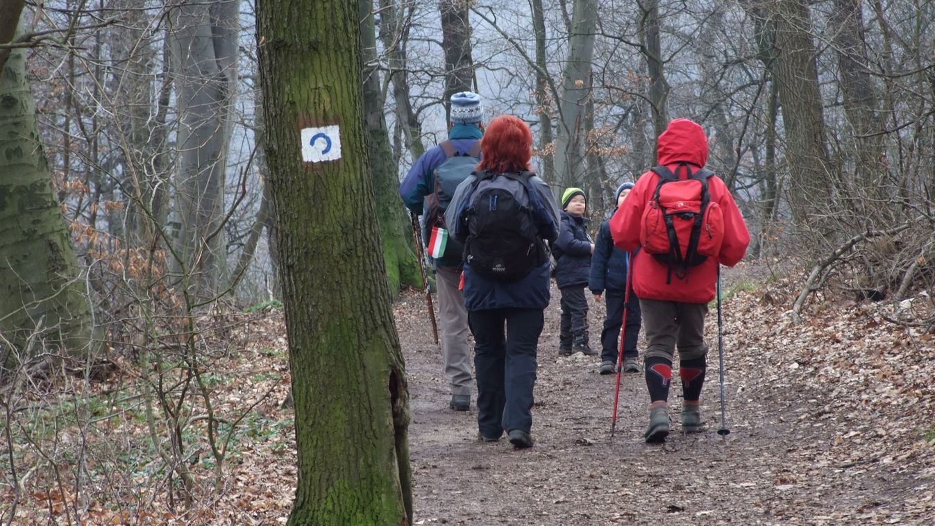erdei út erdő fa hátizsák  nordic walking Normafa turista 
Nordic walking (síjáró) Normafa projekt, rehabilitáció 