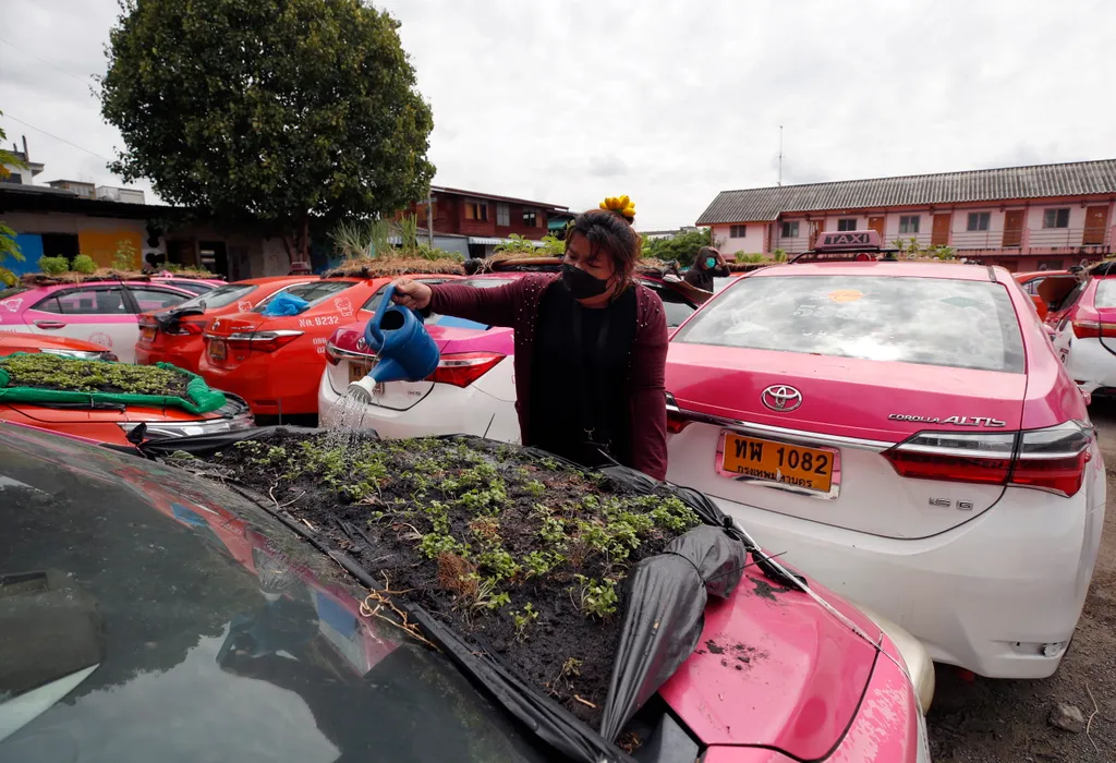 Növénytermesztésbe fogott taxik, fotó, galéria 