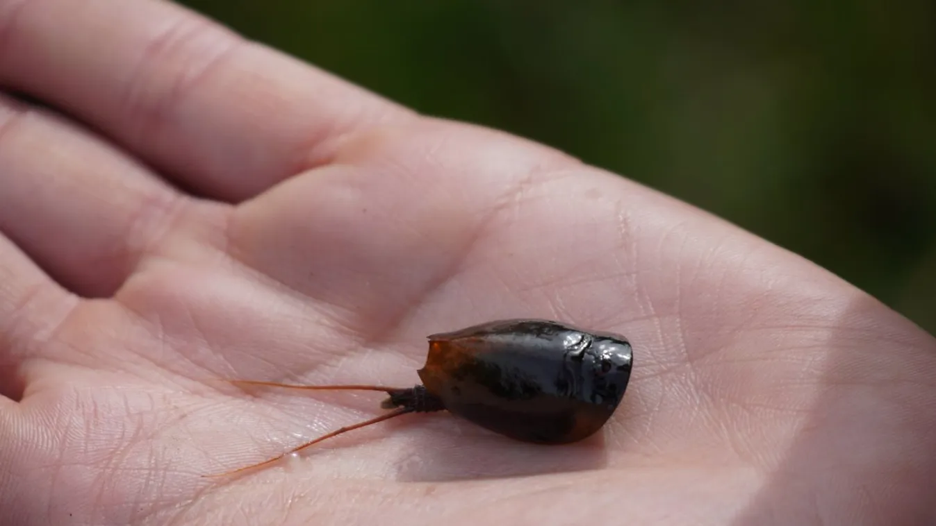 tavaszi pajzsosrák, Lepidurus apus 