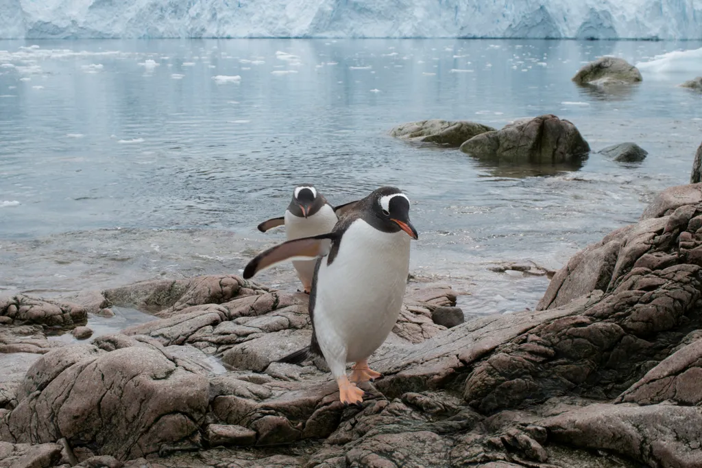 Antarktisz szamárpingvin Gentoo Penguins in the Antarctic Antarctic Antarctic Peninsula Coastal features Day (topography) Outdoors Penguins Protect the Antarctic (title) Rocks February 16th, 2018. Antarctic Peninsula, 
Greenpeace expedition to promote the