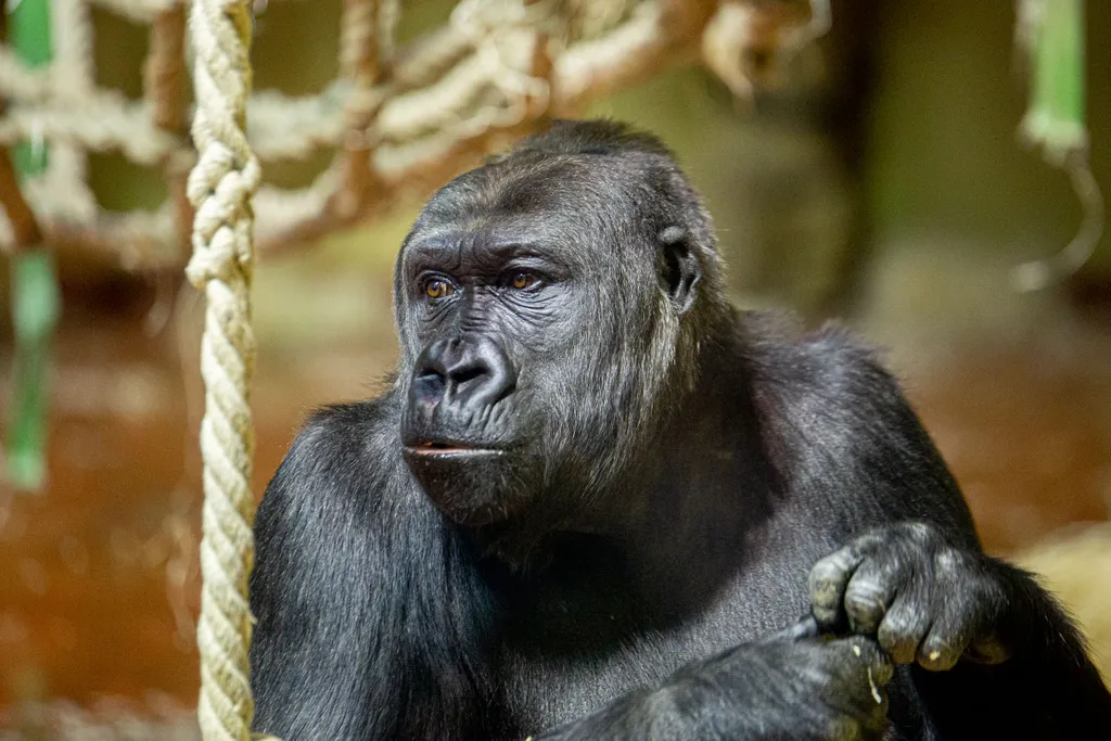 A Mikulás meglátogatta a gorillákat a Fővárosi Állatkertben 2019.12.06. 