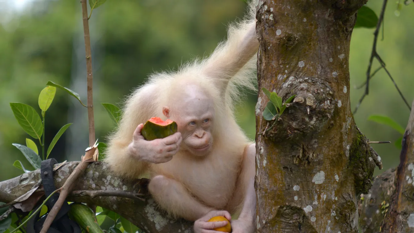 Alba, albínó orangután 