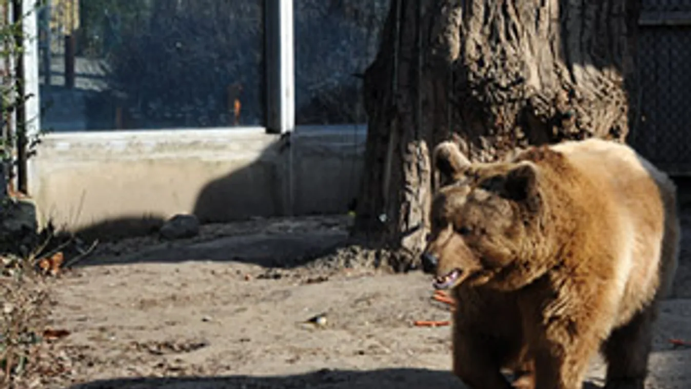 Egy medve lépdel a napsütésben, a Fővárosi Állat- és Növénykert kifutójában, ahol megláthatta az árnyékát