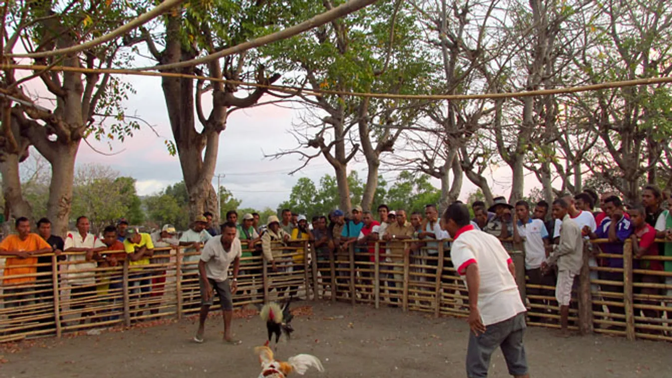 kelet-timor, A kakasviadal gyorsabb és brutálisabb volt, mint véltük 
