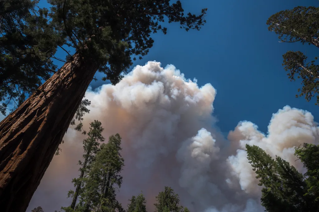 Pusztító, erdőtűz, Yosemite, Nemzeti Park, park, erdő, usa, tűz, lángok, lángol, ég, tűzvész 