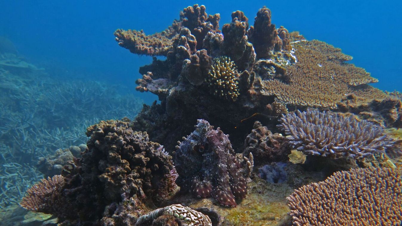 Rejtőzködő polip a Nagy Korallzátonyon 