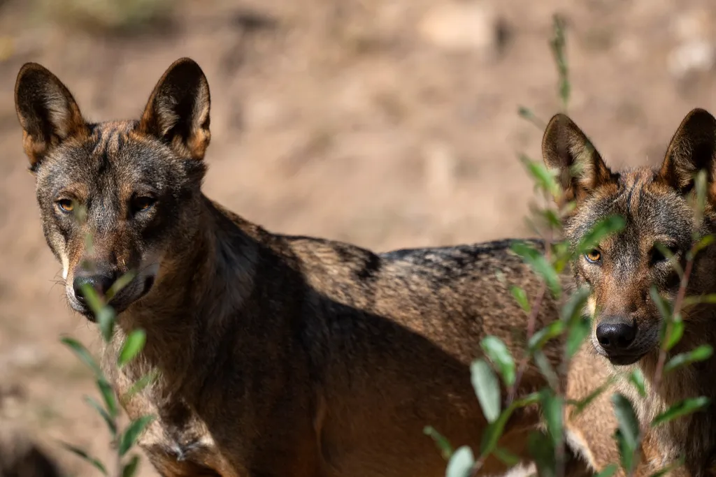 hunting animal law-regulation Horizontal z ibériai farkasok száma – hasonlóan a többi európai farkas alfajhoz – az utóbbi évszázadokban jelentősen lecsökkent, az ellenük vezetett kegyetlen irtó hadjáratok következtében. Ezért is döntött úgy az Európai Áll