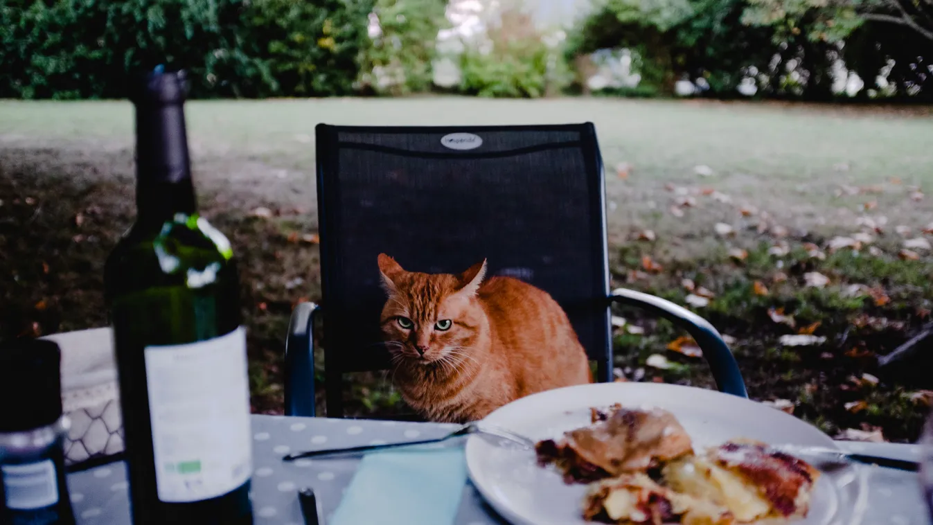 FRANCE - ANIMAL - A CAT DURING A MEAL 2020 animaux carnivore cats chat chats confit de canard couvert diner eat ete famille fooding france holiday home illustration jardin maison mange manger nourriture repas roux vacances vin Horizontal ANIMAL CAT FOOD H