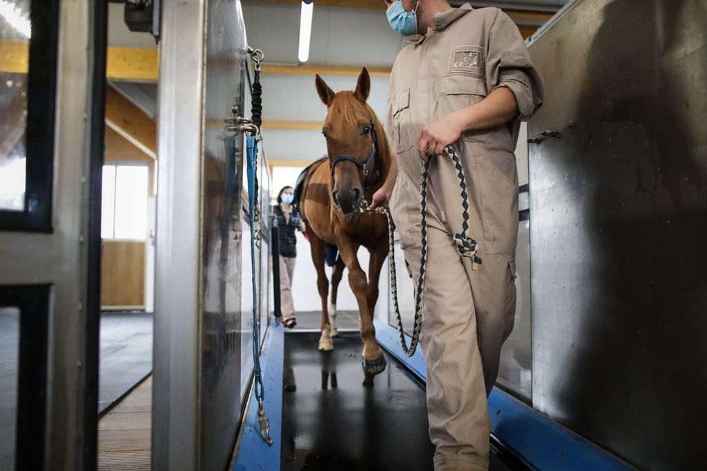 Fizioterápia lovak számára Franciaországban, galéria 