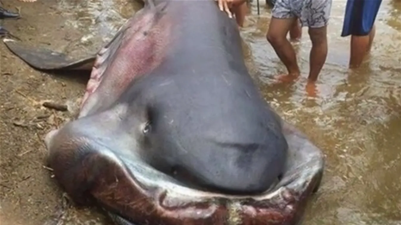 óriásszájú cápa 