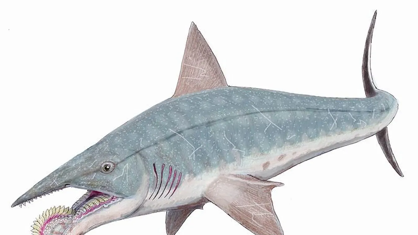 Helicoprion 