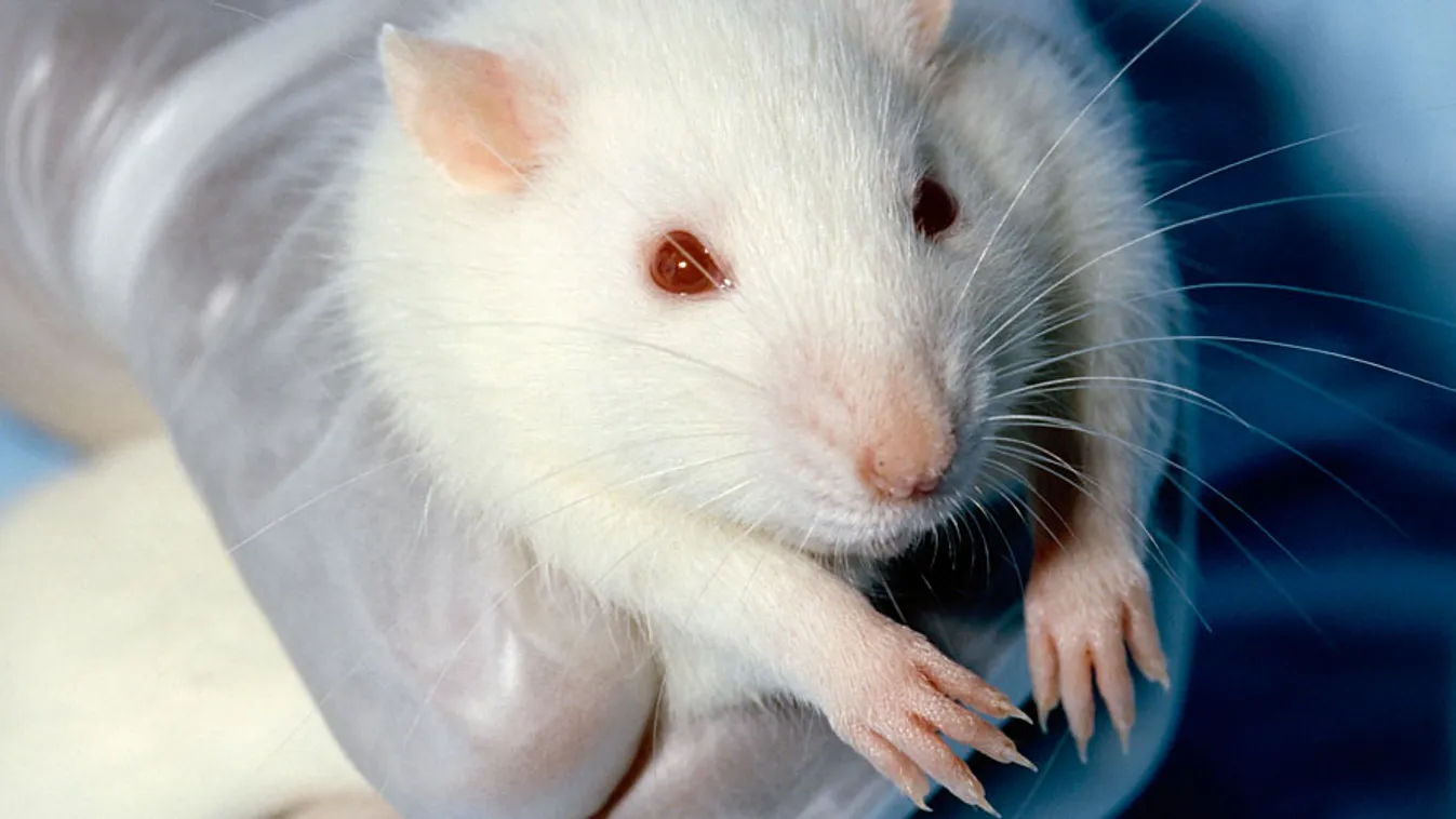 laborállat kivégzés, kísérleti patkány