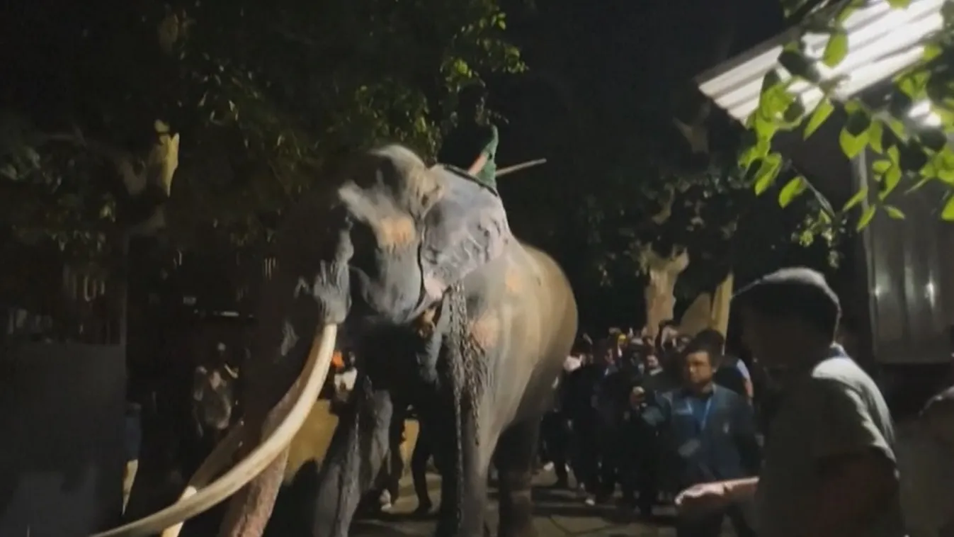 thaiföld elefánt 
