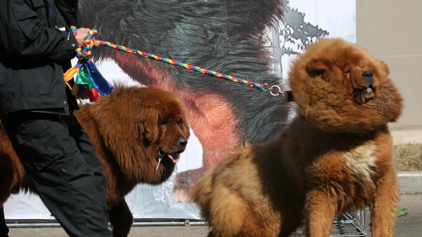 tibeti masztiff Tibetan mastiffs become status symbol of wealth in China China Chinese Tibetan mastiff show exhibition fair wealth wealthy HORIZONTAL 