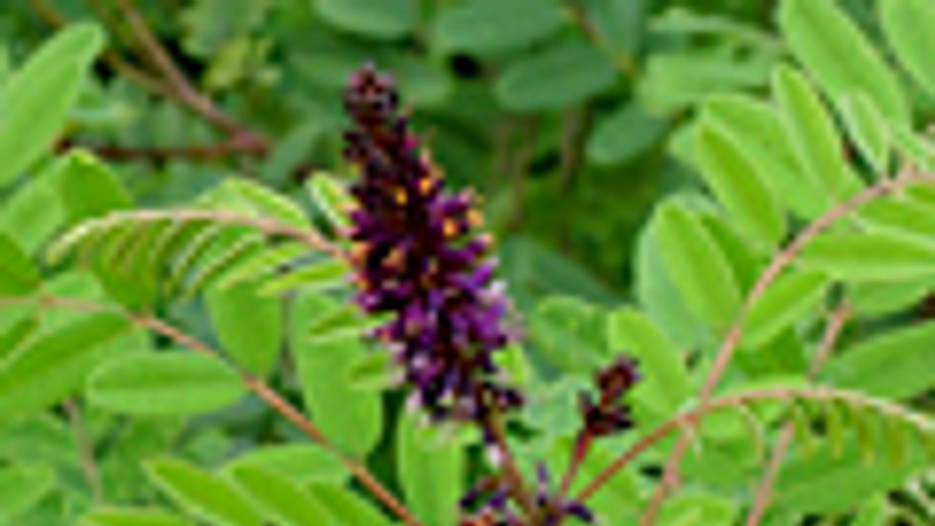 invazív fafajták, cserjés gyalogakác, Amorpha fruticosa