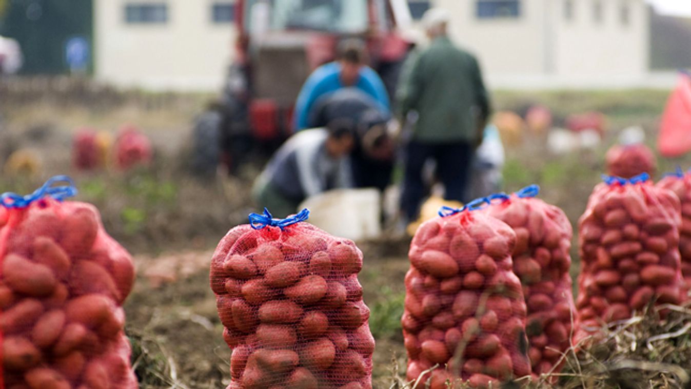 burgonya, krumpli, emelkedik a krumpli ára, áremelés, 
Napszámosok szedik fel a burgonyát Kristófi Sándor leveleki mezőgazdasági vállalkozó burgonyaföldjén 
