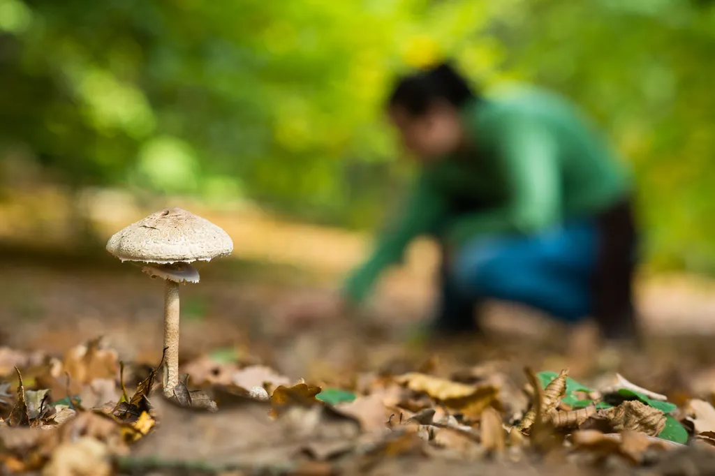 nagy őzlábgomba - Macrolepiota procera 