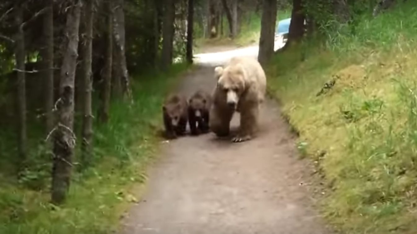 medve, Alaszka, medvebocs 