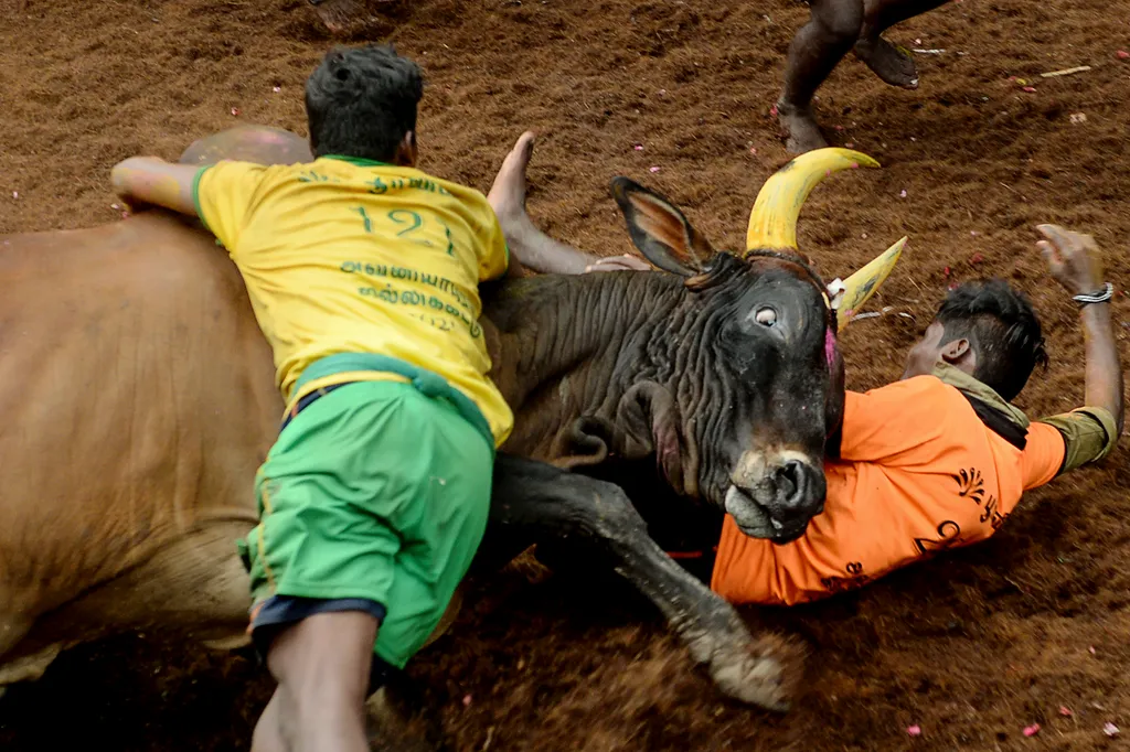 Jallikattu Avaniyapuram bika India Tamil Nadu 