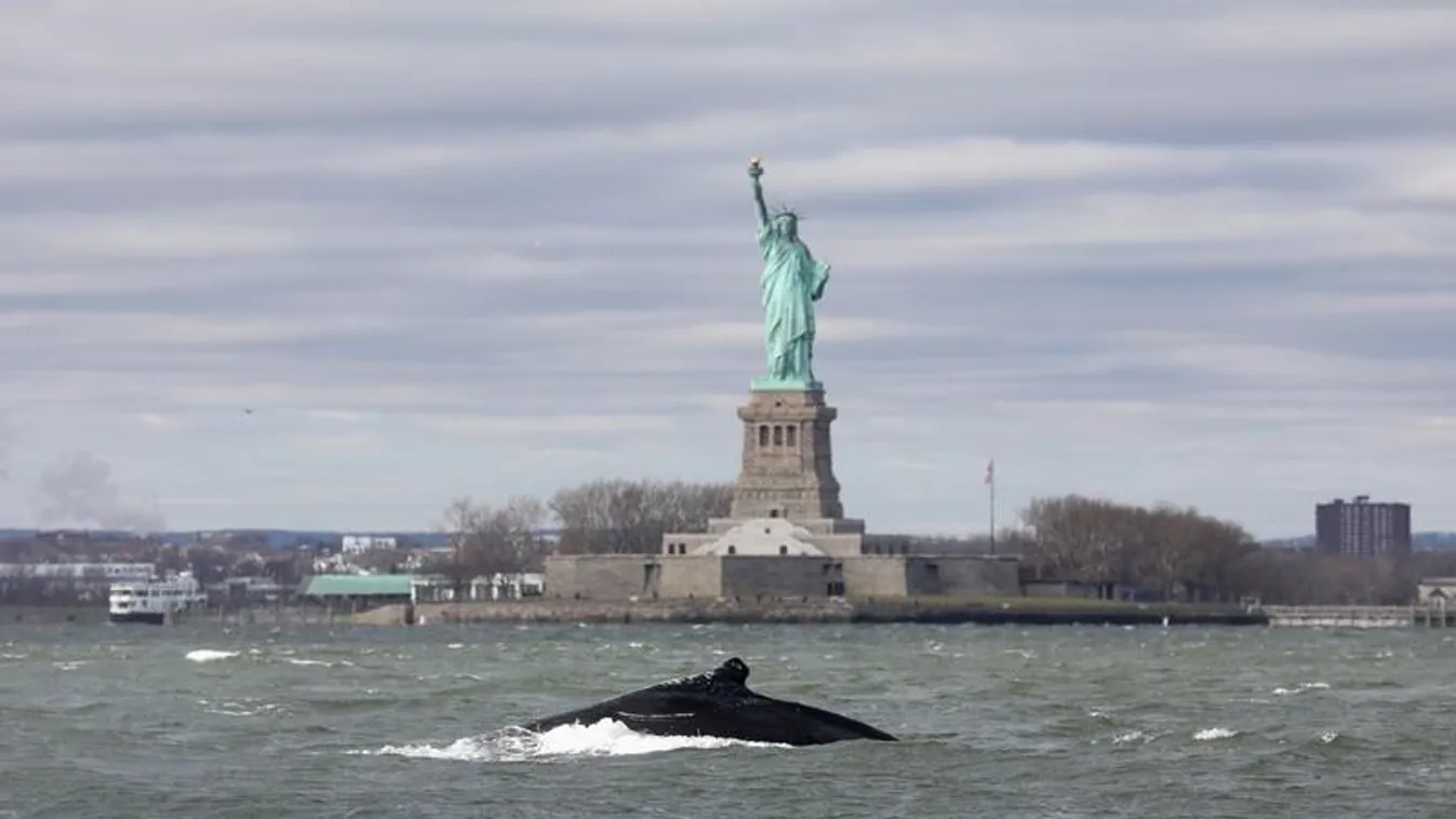 hosszúszárnyú bálna, New York 