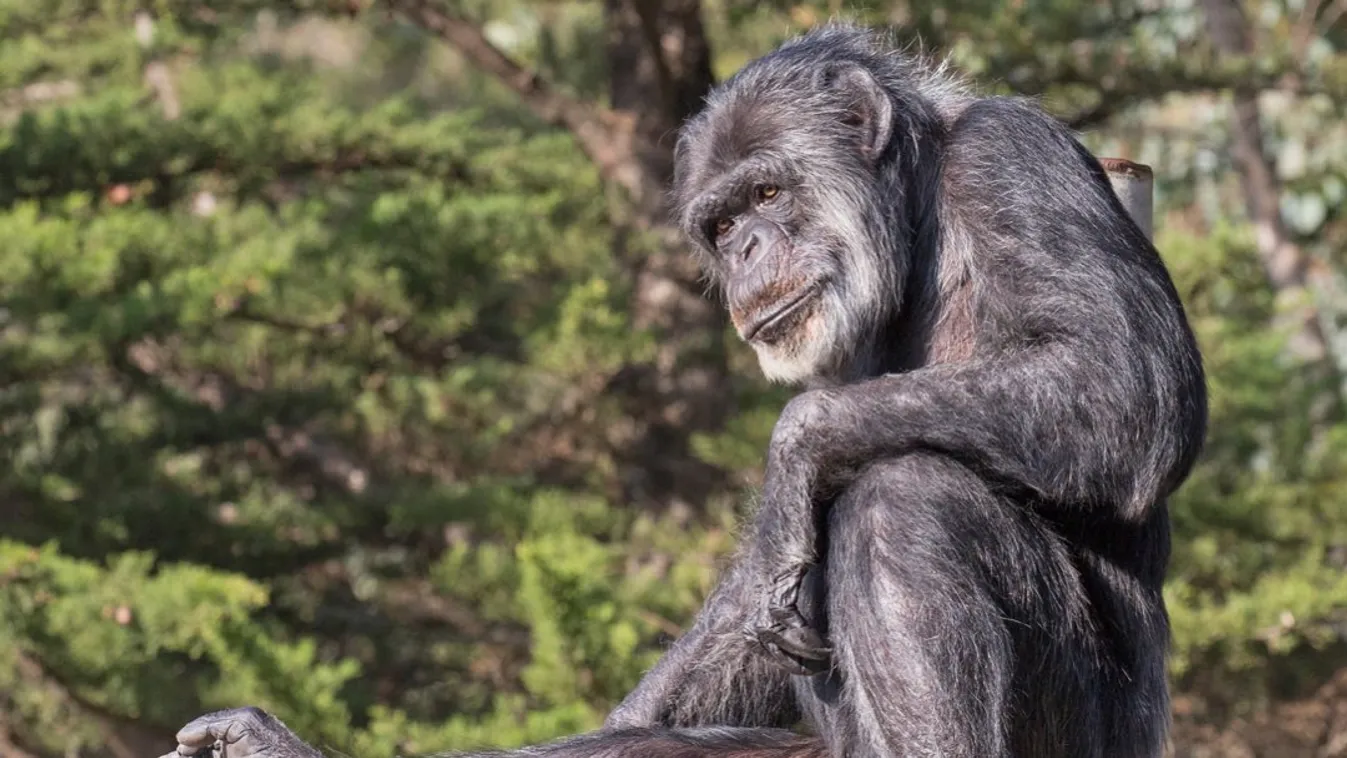 Cobby legidősebb csimpánz Észak-Amerika 