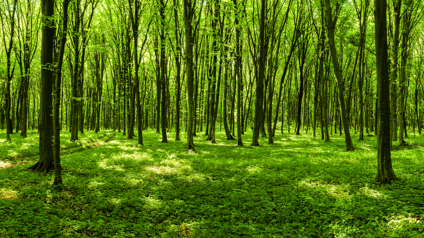 Panorama of spring forest Hornbeam Vibrant Color Travel Wilderness Area Non-Urban Scene No People Large Group of Objects Wildlife Reserve Landscaped Beech Tree Scenics Backgrounds Large Wealth The Past Journey Green Color Wood - Material Ancient Old Patte