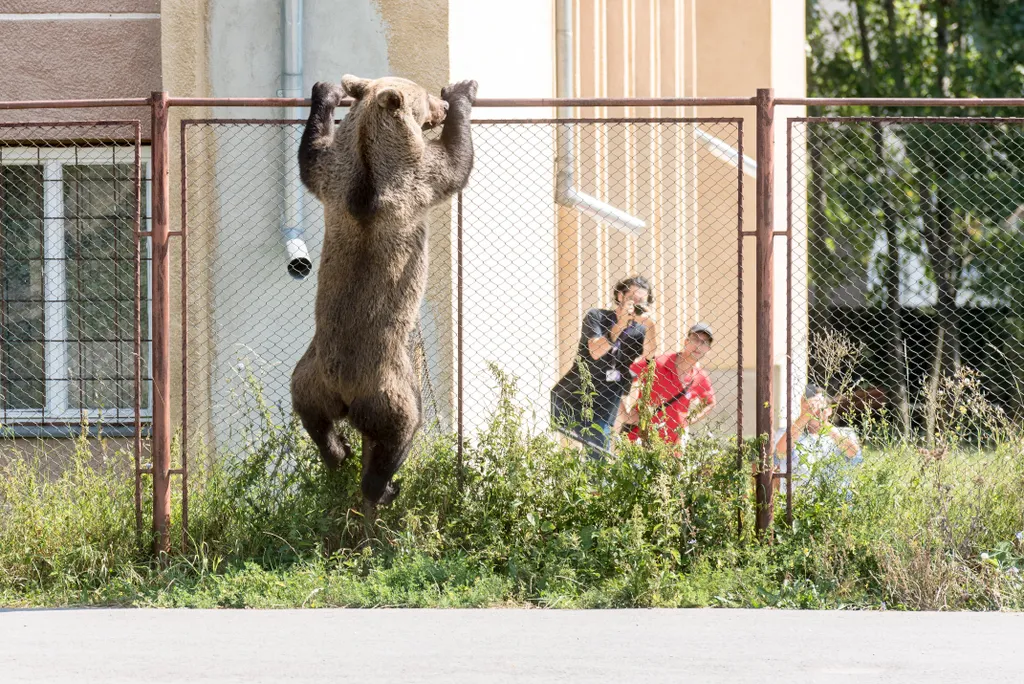 Hím barna medve (Ursus arctos) a csíkszeredai Octavian Goga Főgimnázium udvarán 2018. augusztus 21-én. A medve a reggeli órákban több közeli ház udvarába is betört, egy kecskét is megölt. Az állatot az iskola udvarán kilőtték.
MTI Fotó: Veres Nándor 