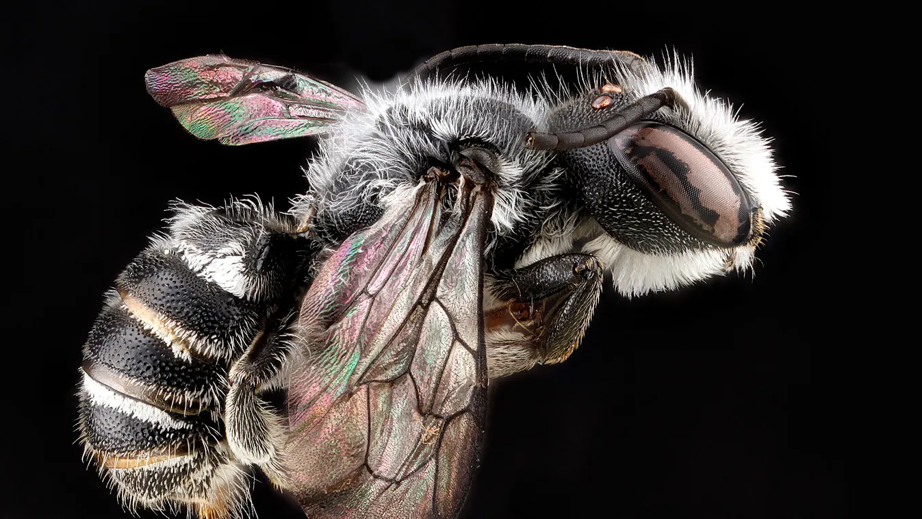 Megachile campanulae, műanyagot felhasználó méh 