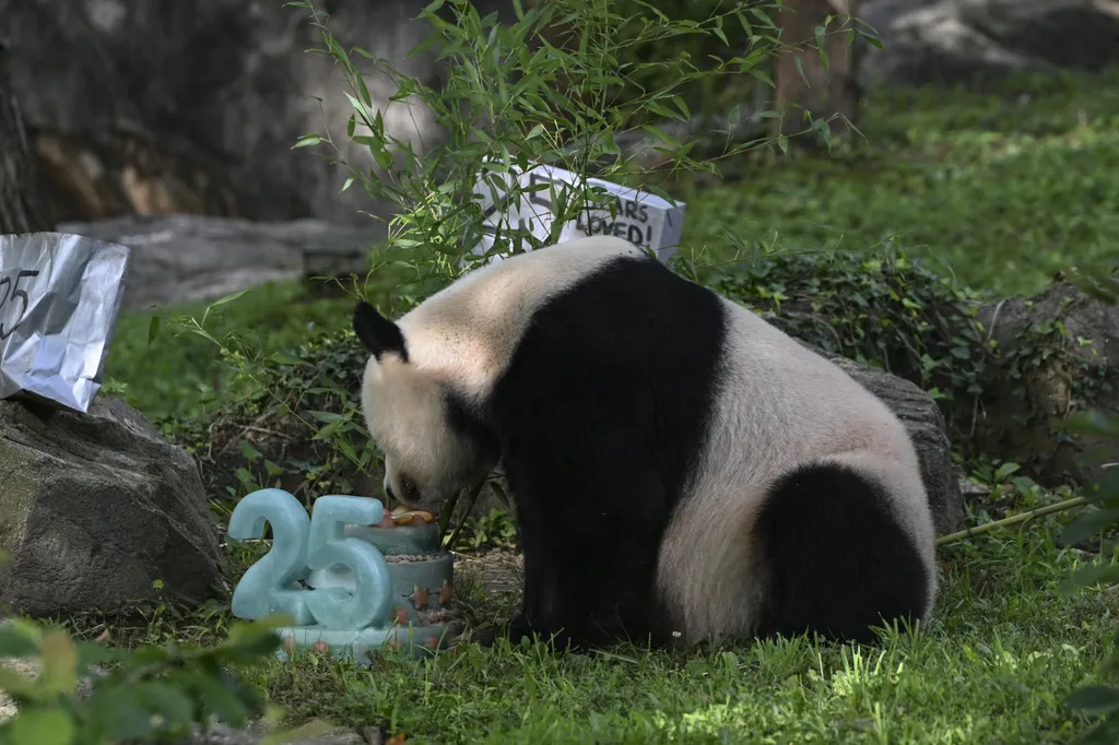 panda, óriás panda, óriás, állat, állatkert, születésnap, 25 éves, 25, WASHINGTON 